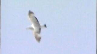 Caliente y dulce 2 video