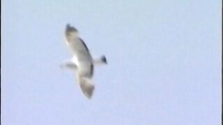 Caliente y Dulce. Película completa vintage Español