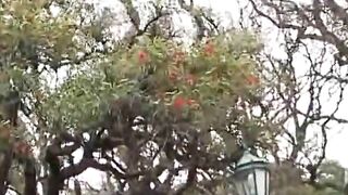 Tranny blonde fuck Argentina nicole